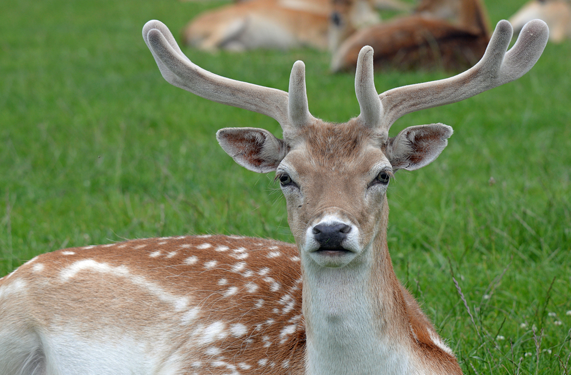 deer-overview-antler-development-summary-wildlife-online