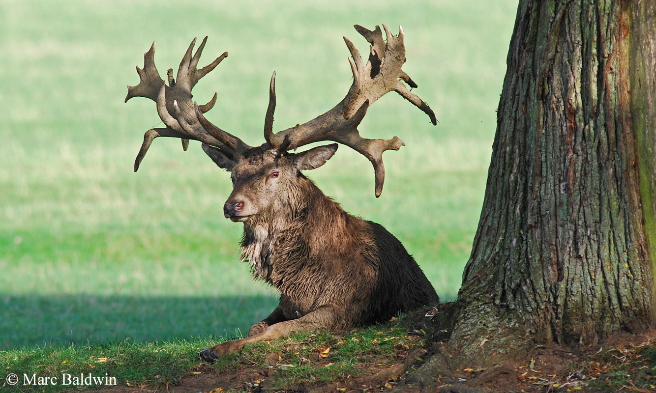 red-deer-antlers-wildlife-online