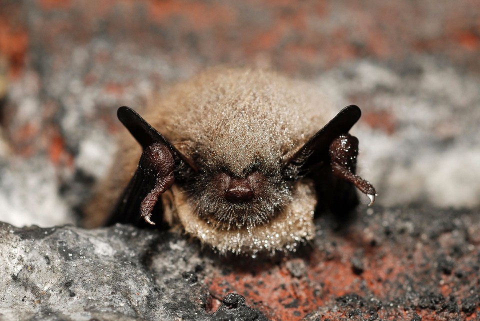 bats hibernate in winter