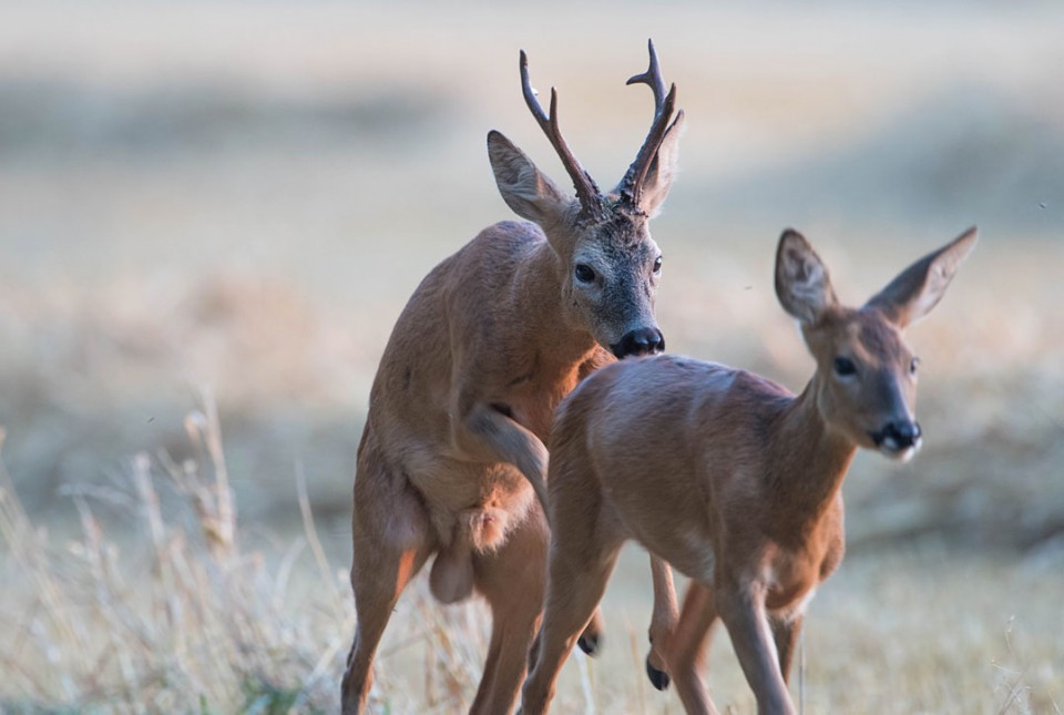 deer-overview-breeding-wildlife-online