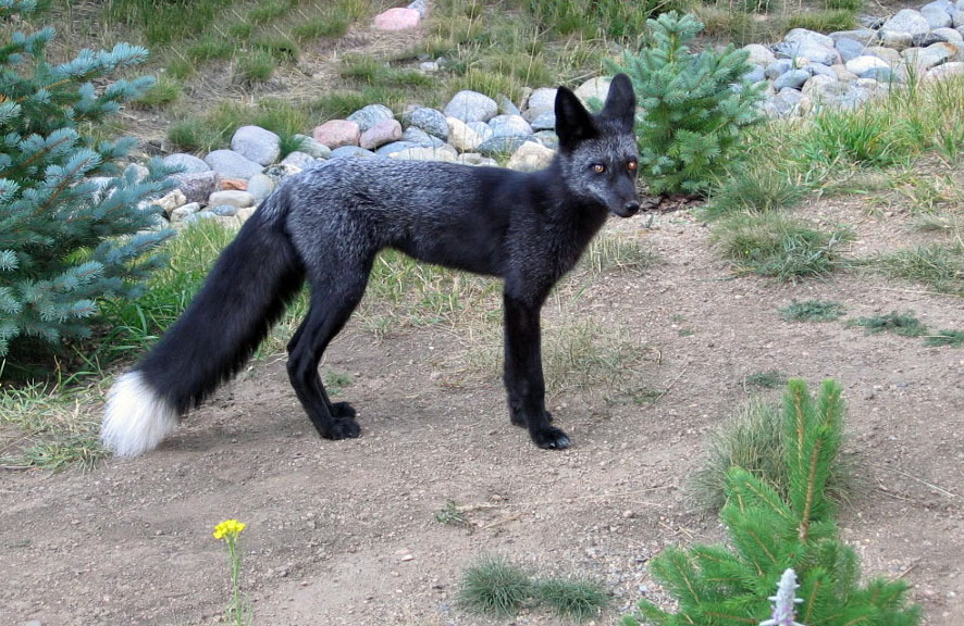 Red Fox Coat Colour Wildlife Online