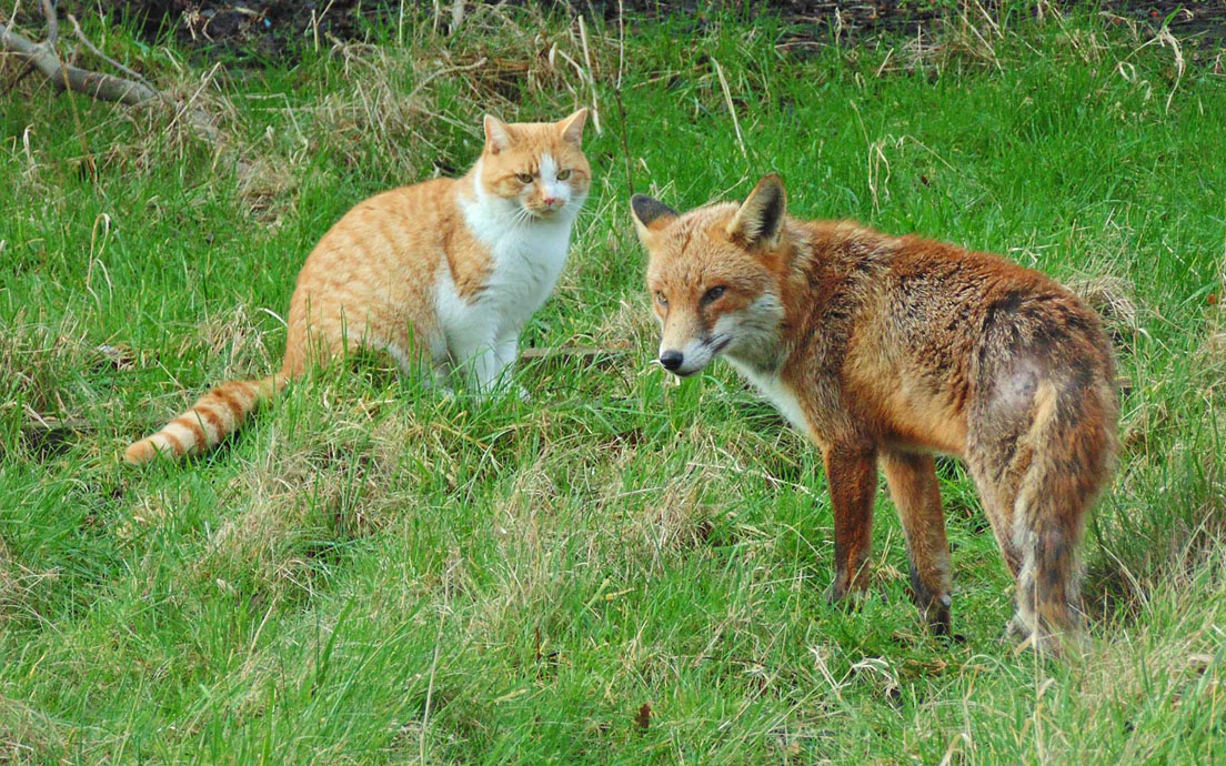 fox compared to a cat