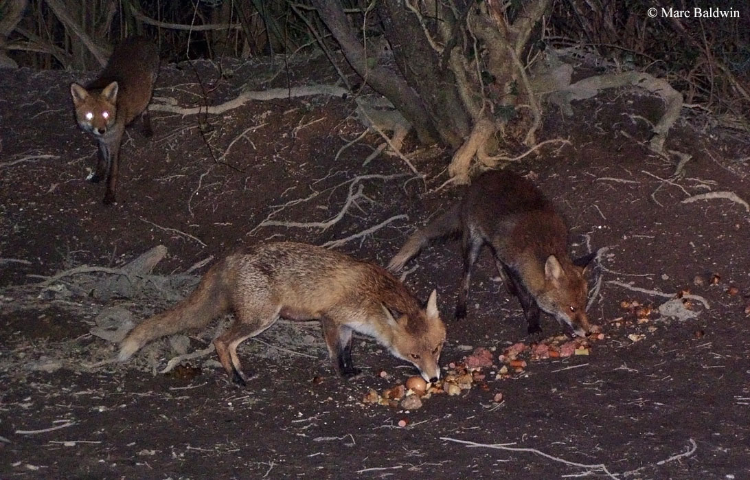 Urban foxes bolder but not smarter than rural ones, study suggests
